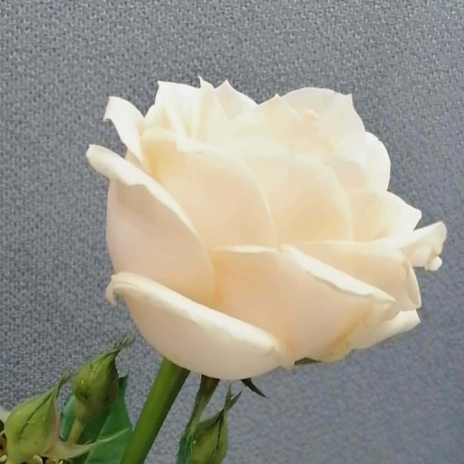 小1 报名时间：2019-08-05 12:06