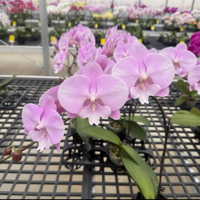 LC 报名时间：2025-04-28 10:31