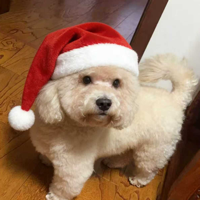 肉墩墩 报名时间：2018-10-29 12:37