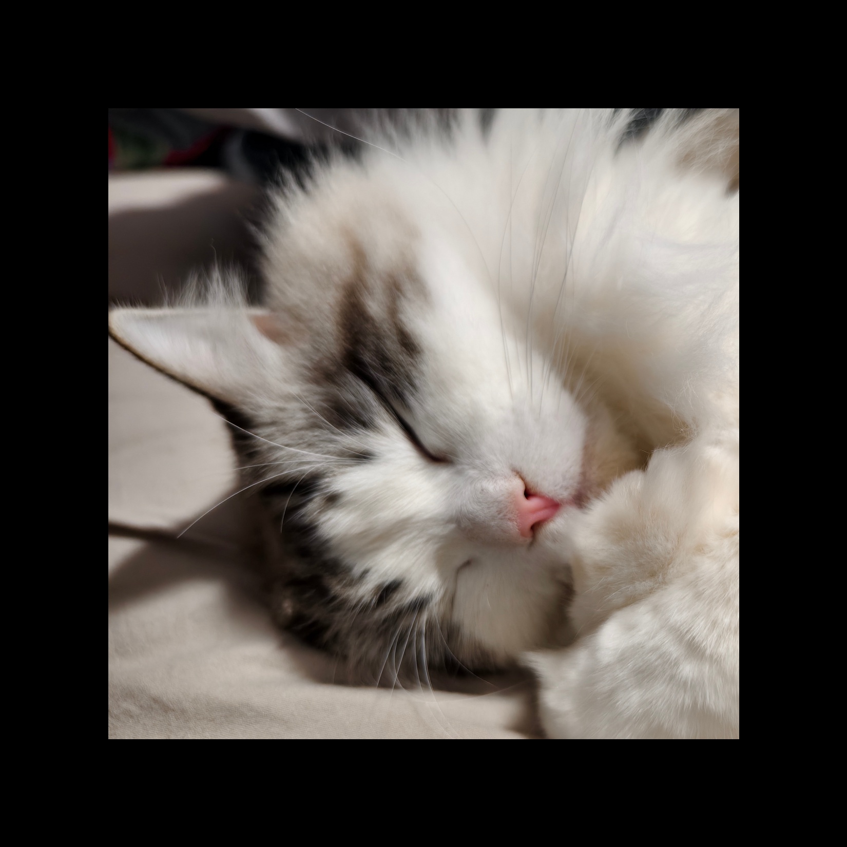 胖胖大聪明 报名时间：2025-12-28 17:24